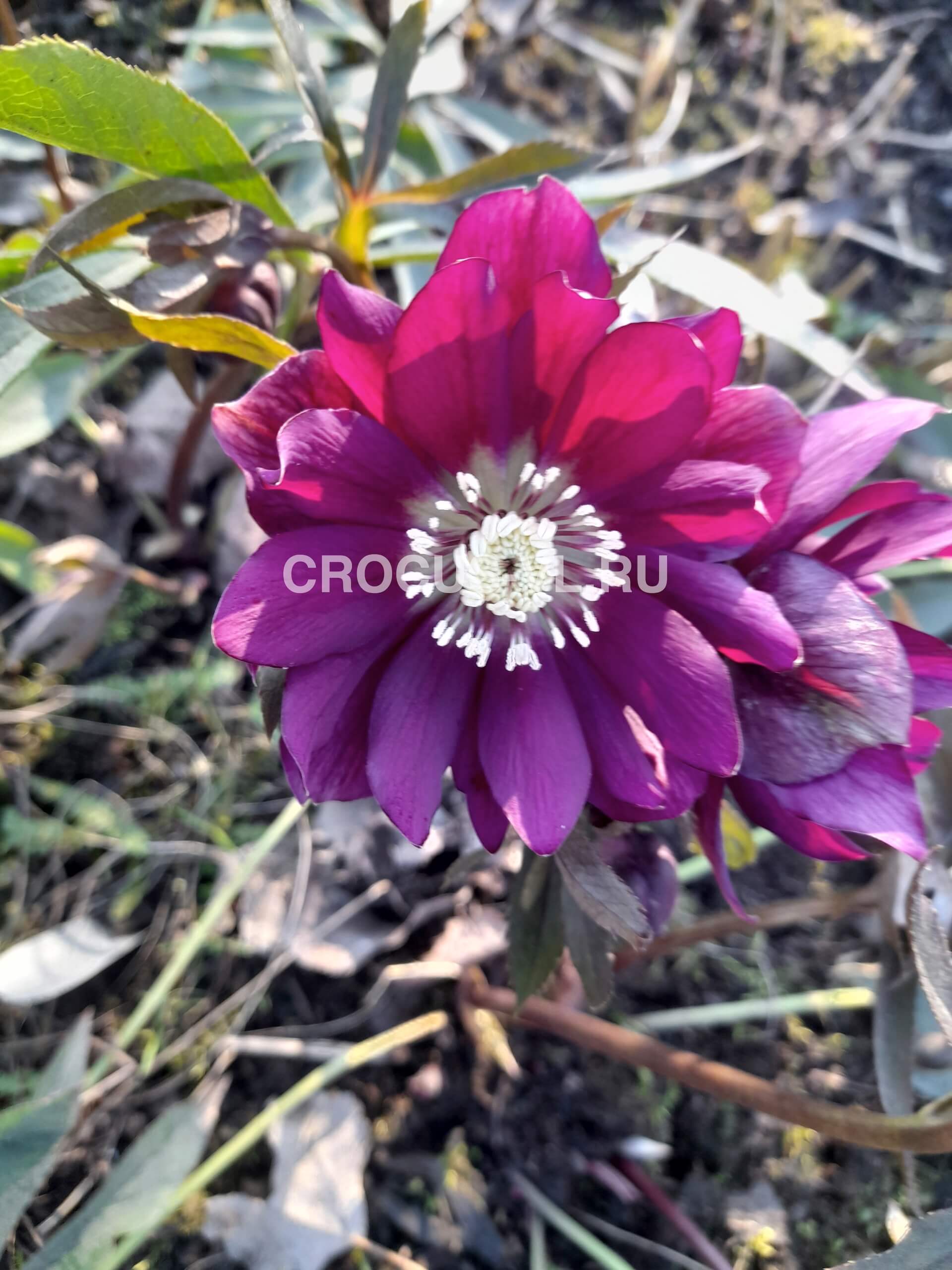 Морозник восточный «Hard Rock»